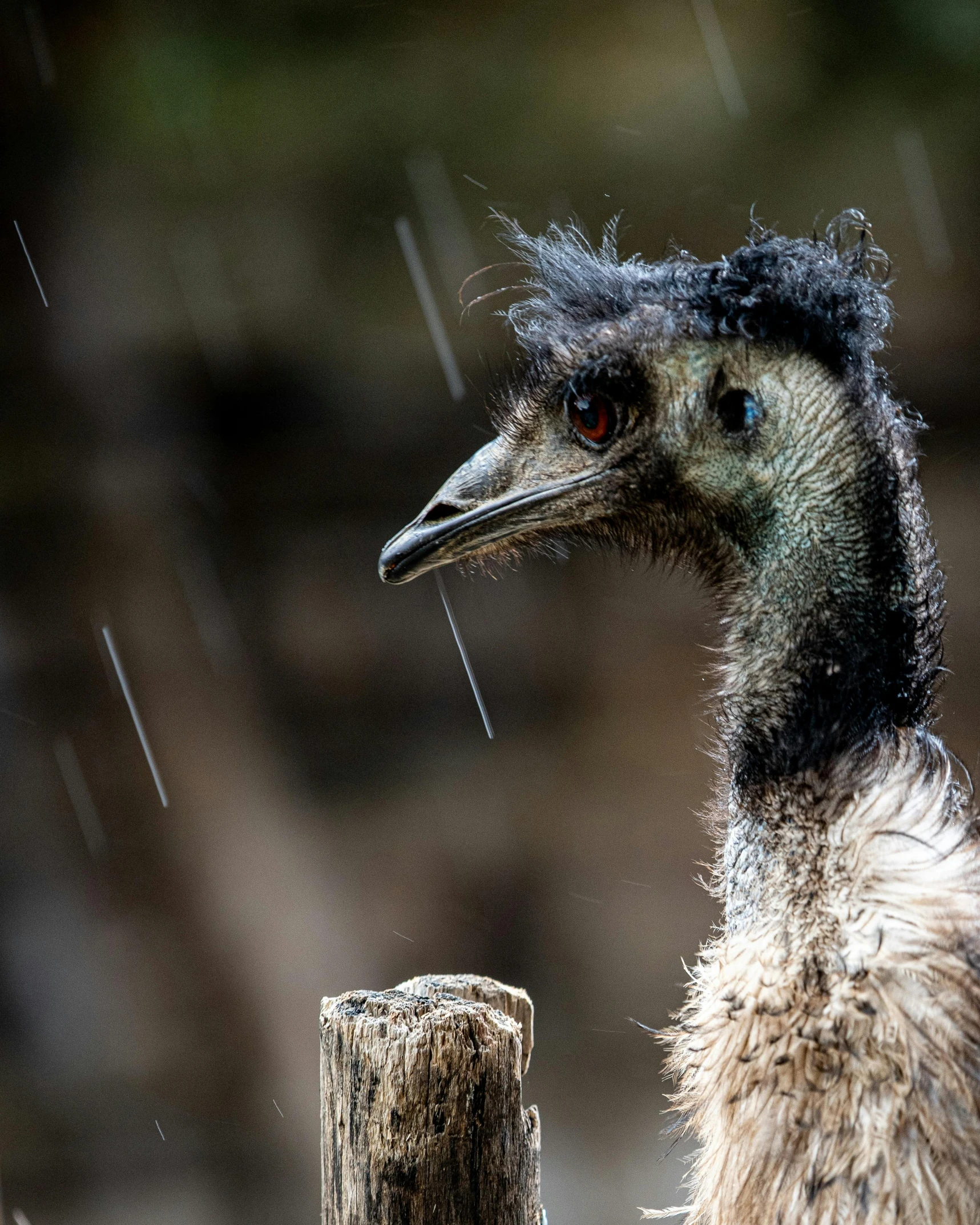 an ostrich stands in a grassy area next to a wooden post