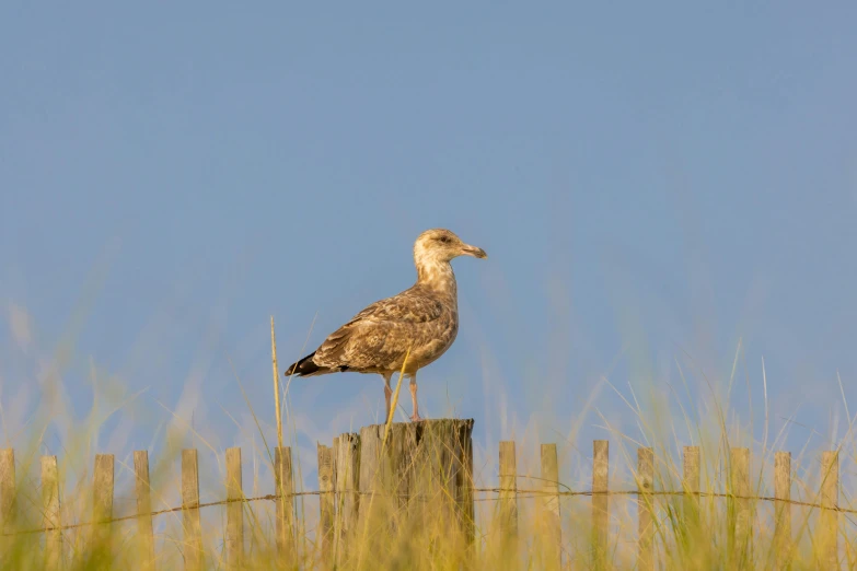 bird standing on fence post next to tall grass