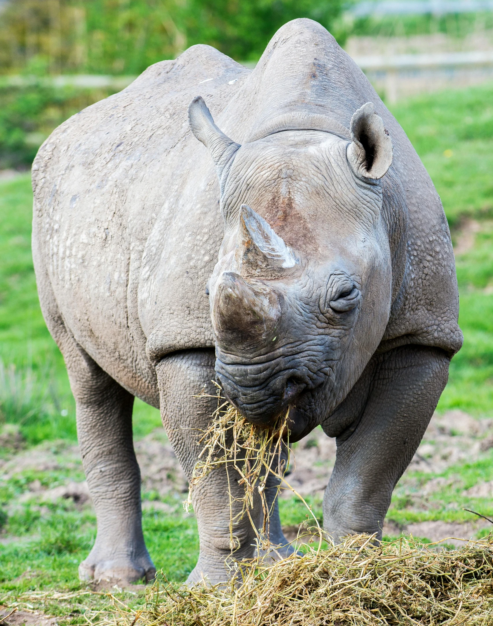 a rhinoceros eating some grass in an enclosed field