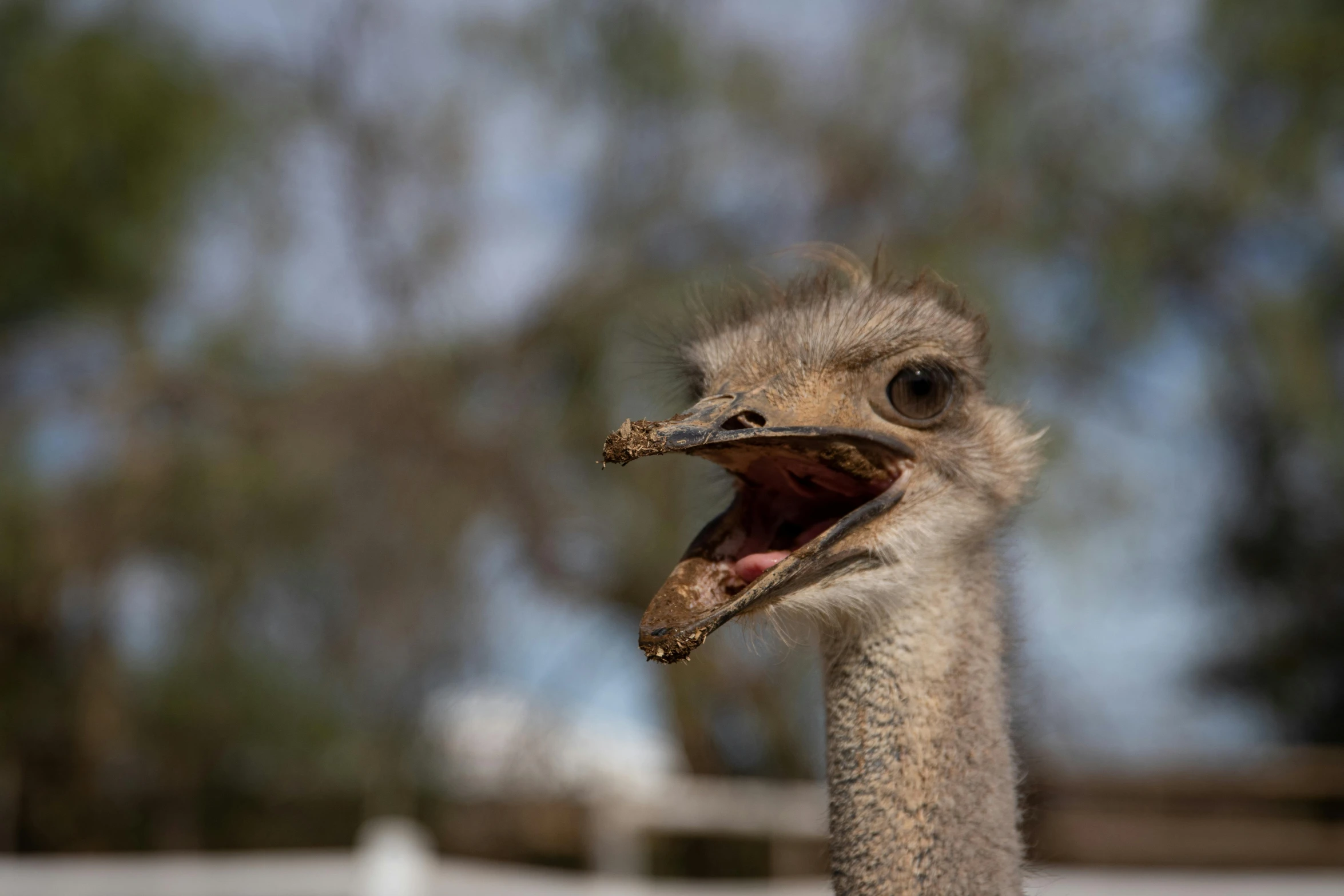 a ostrich is shown with an open mouth