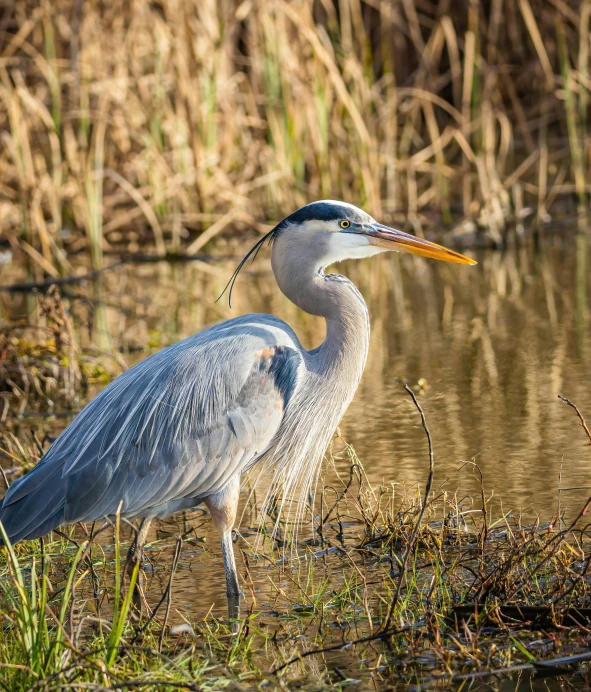 a heron standing in a swamp, holding an insect in its beak