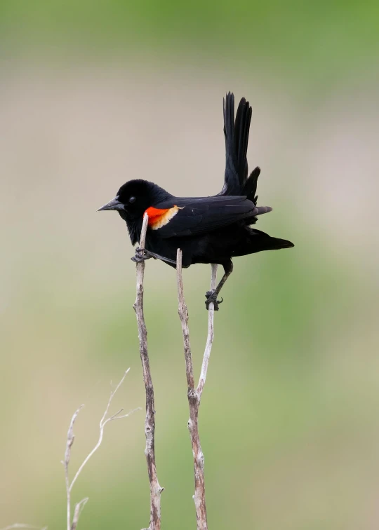 a small black bird sitting on top of a tree nch