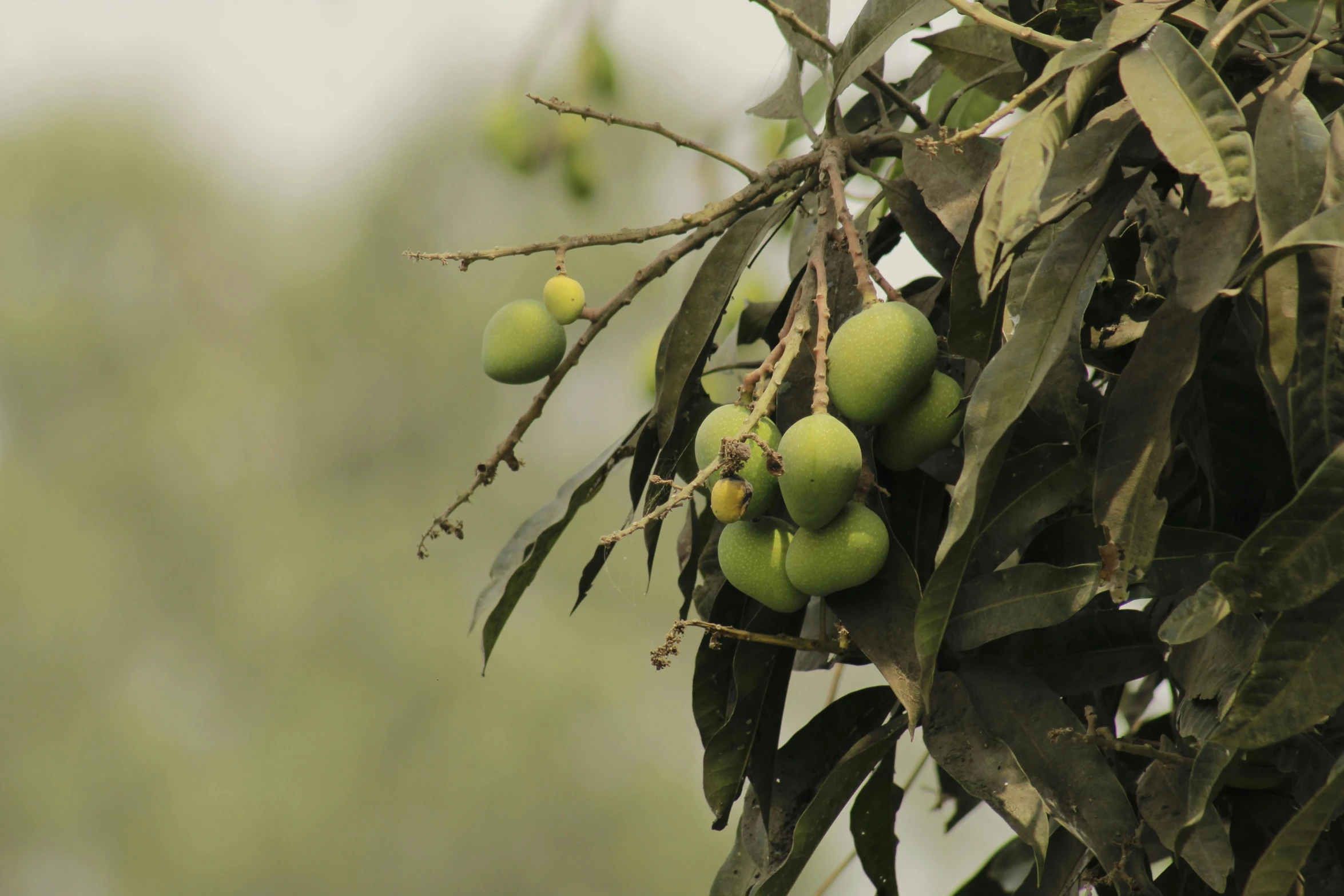 this tree is full of fruit on green fruits