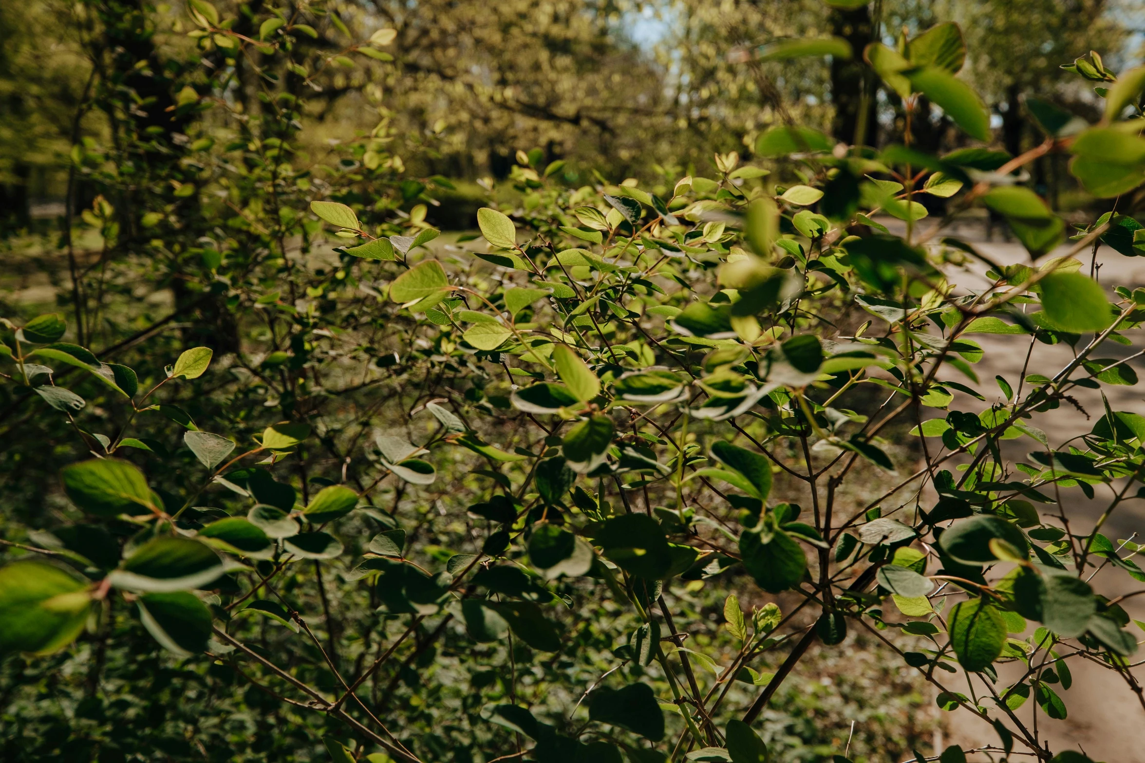 leaves of a tree with no leaves