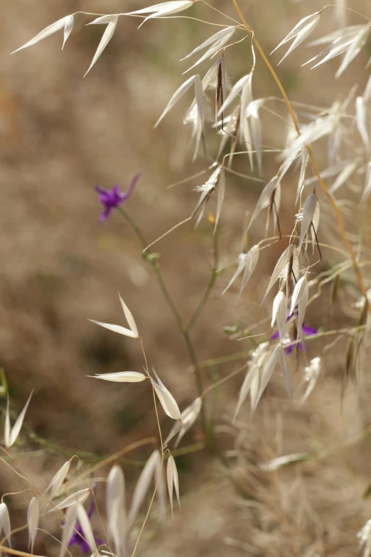 the stems of plants with purple flowers are seen from below