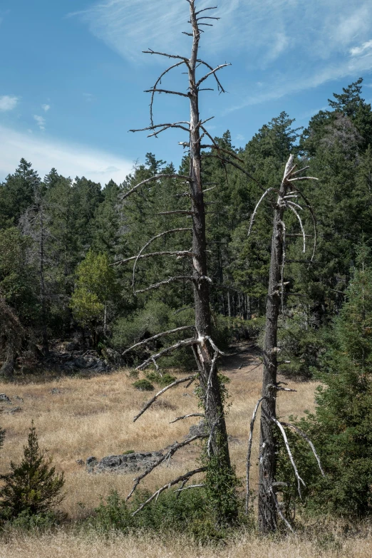 a tree on the ground with tall trees around