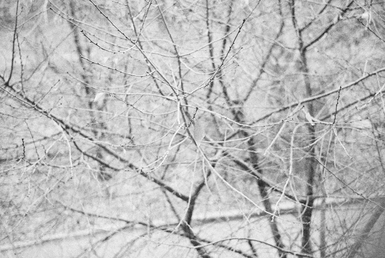 a tree outside has a lot of snow on it