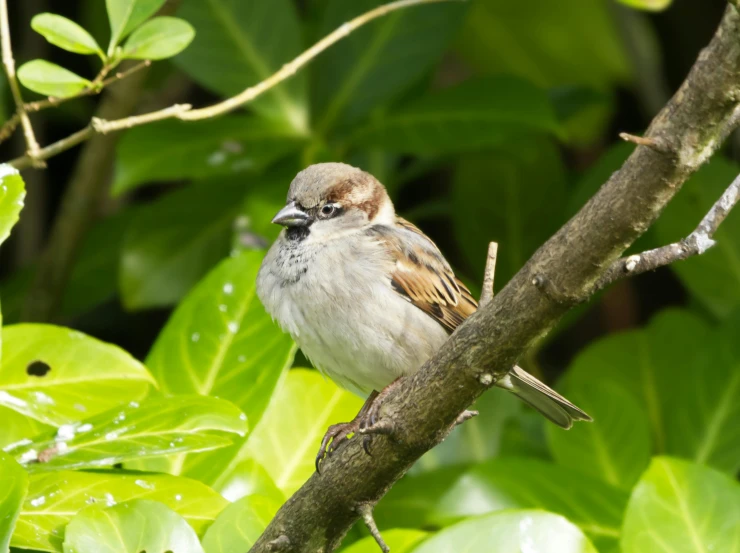 a small bird perched on top of a tree nch