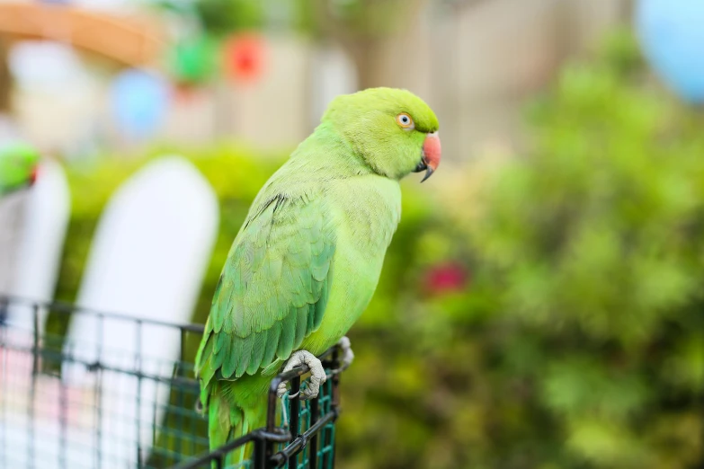 a green parrot is perched on top of a gate