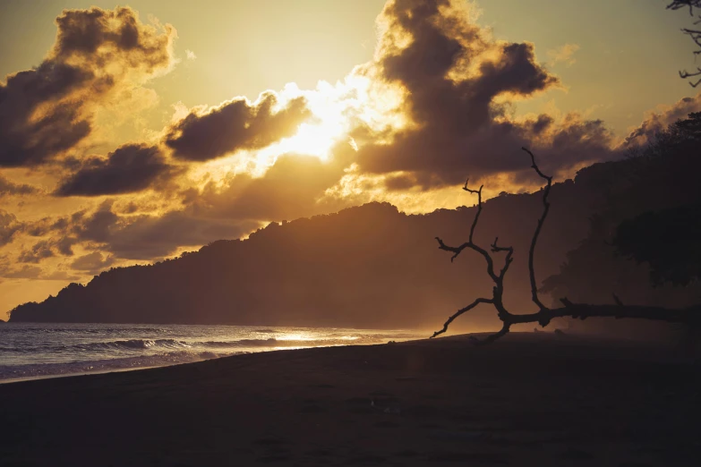 a sunset over the ocean with a tree nch bent on the beach