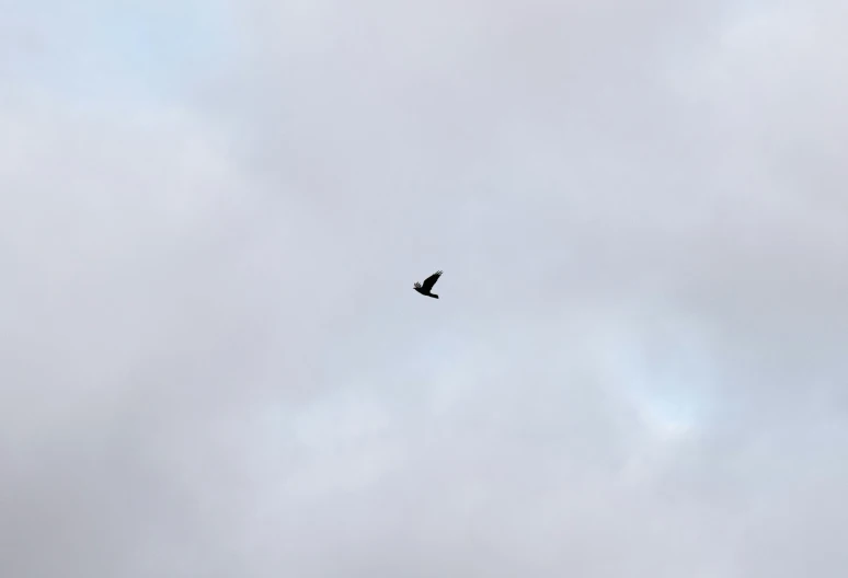 a bird flying in a cloudy sky, with the sky below