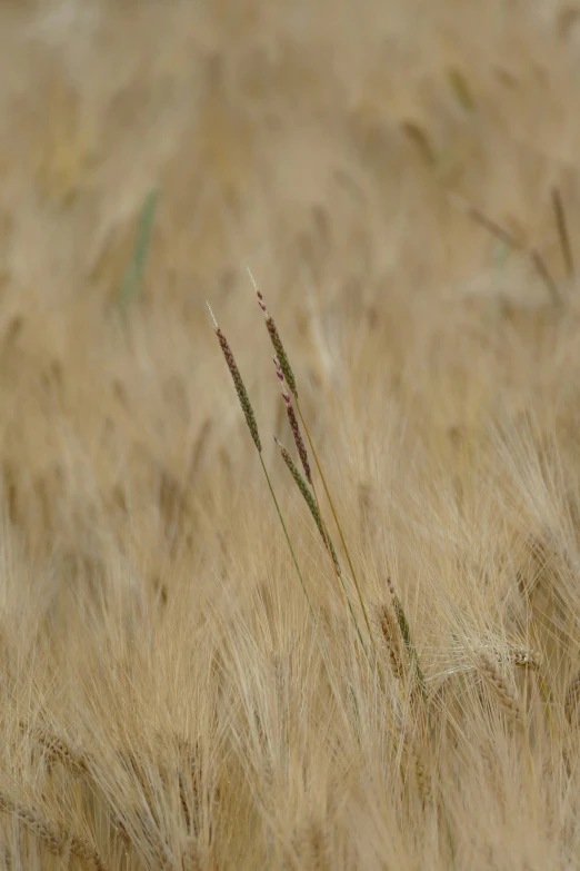 a close up of a very tall dry grass