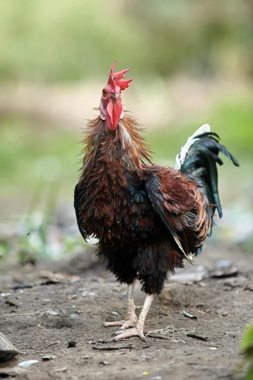 a rooster standing in the dirt with a green field in the background