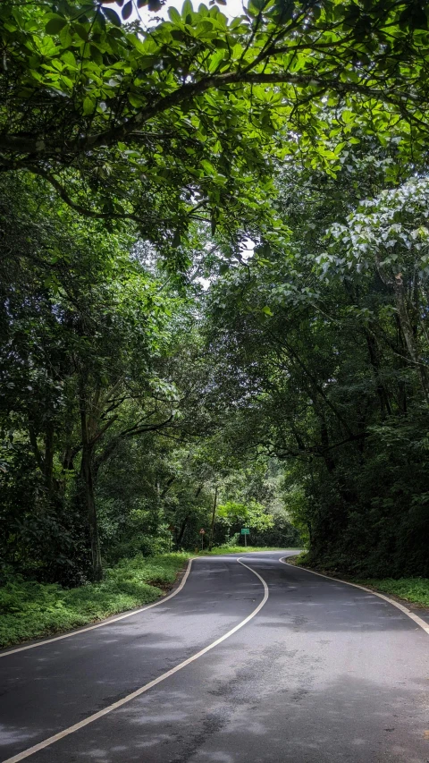 an empty tree lined road with no vehicles