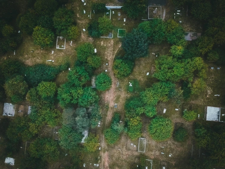 an aerial view of many trees in a forest