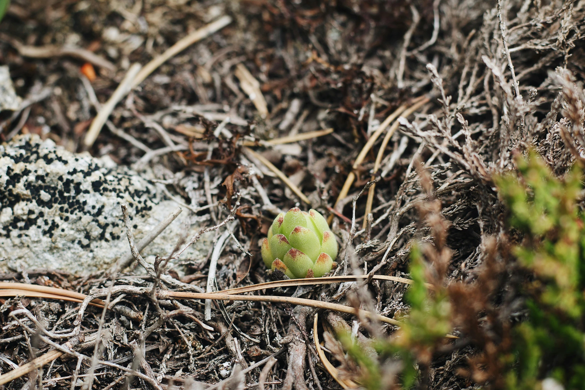 a plant with black dots near some dry grass