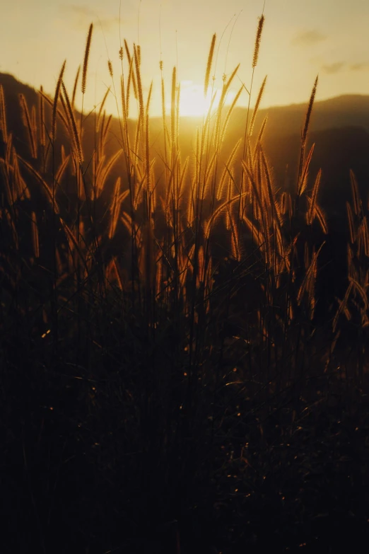 the sun is rising behind some tall grass