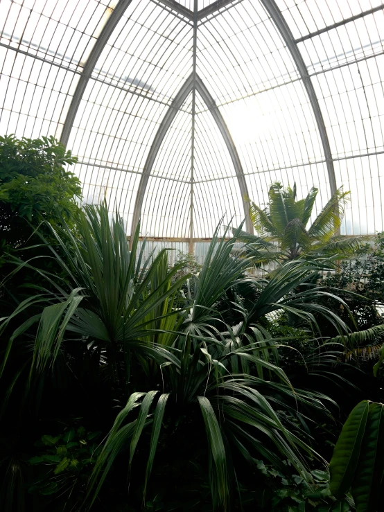 large green leaves sitting inside of a very tall dome