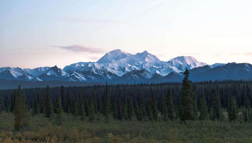 the trees are all tall and the mountains are snow covered