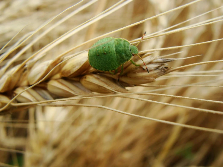 a leaf is green with a bug crawling