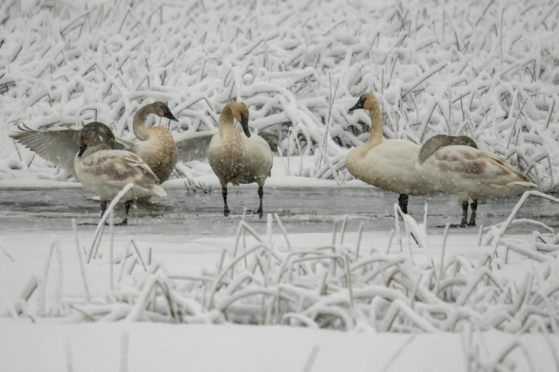 a flock of birds walking across snow covered ground