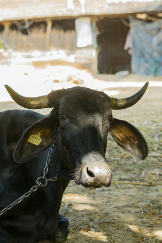 a cow laying down  to chains