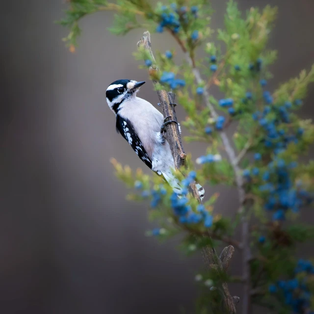 a black and white bird is perched on a nch