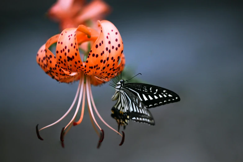 a erfly that is resting on some flowers