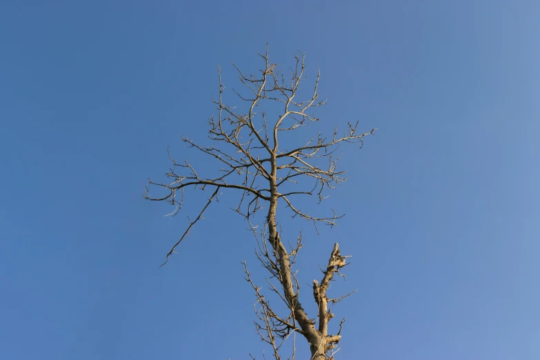 a tree without leaves in the foreground, and a clear blue sky in the background