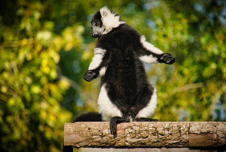 a black and white animal standing on top of a wooden fence