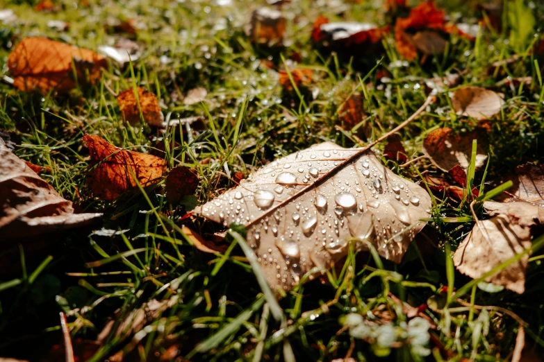 wet leaf and leaves sitting on a lawn in the sun