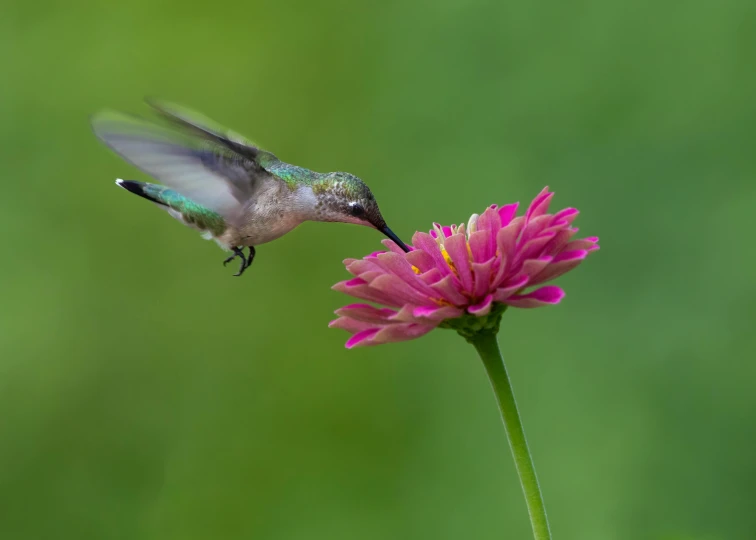 a hummingbird eating from a pink flower