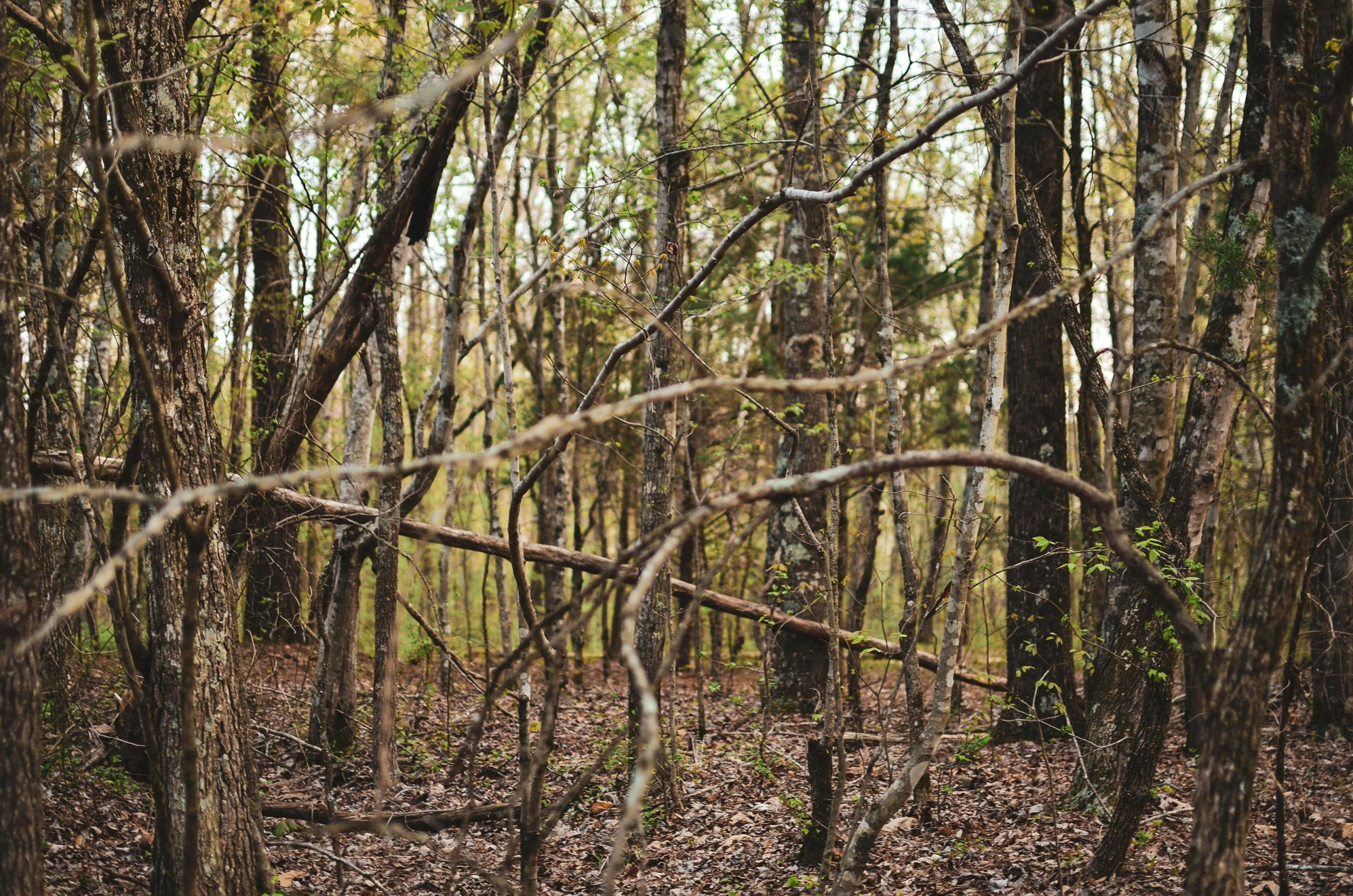 trees with thin nches stand in a wooded area