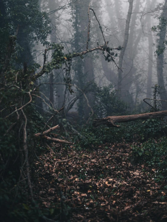 an up - close picture of a tree nch with fog and moss growing over it