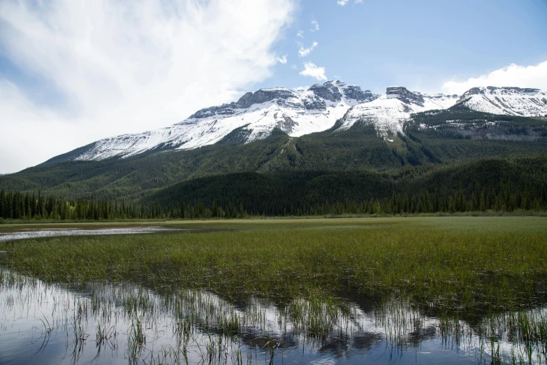 a grassy meadow with trees and mountains in the background