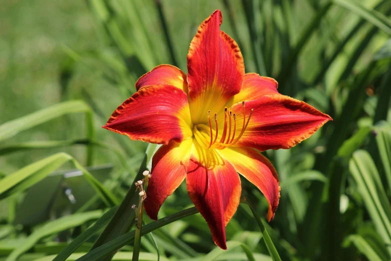 a flower that is blooming on a sunny day