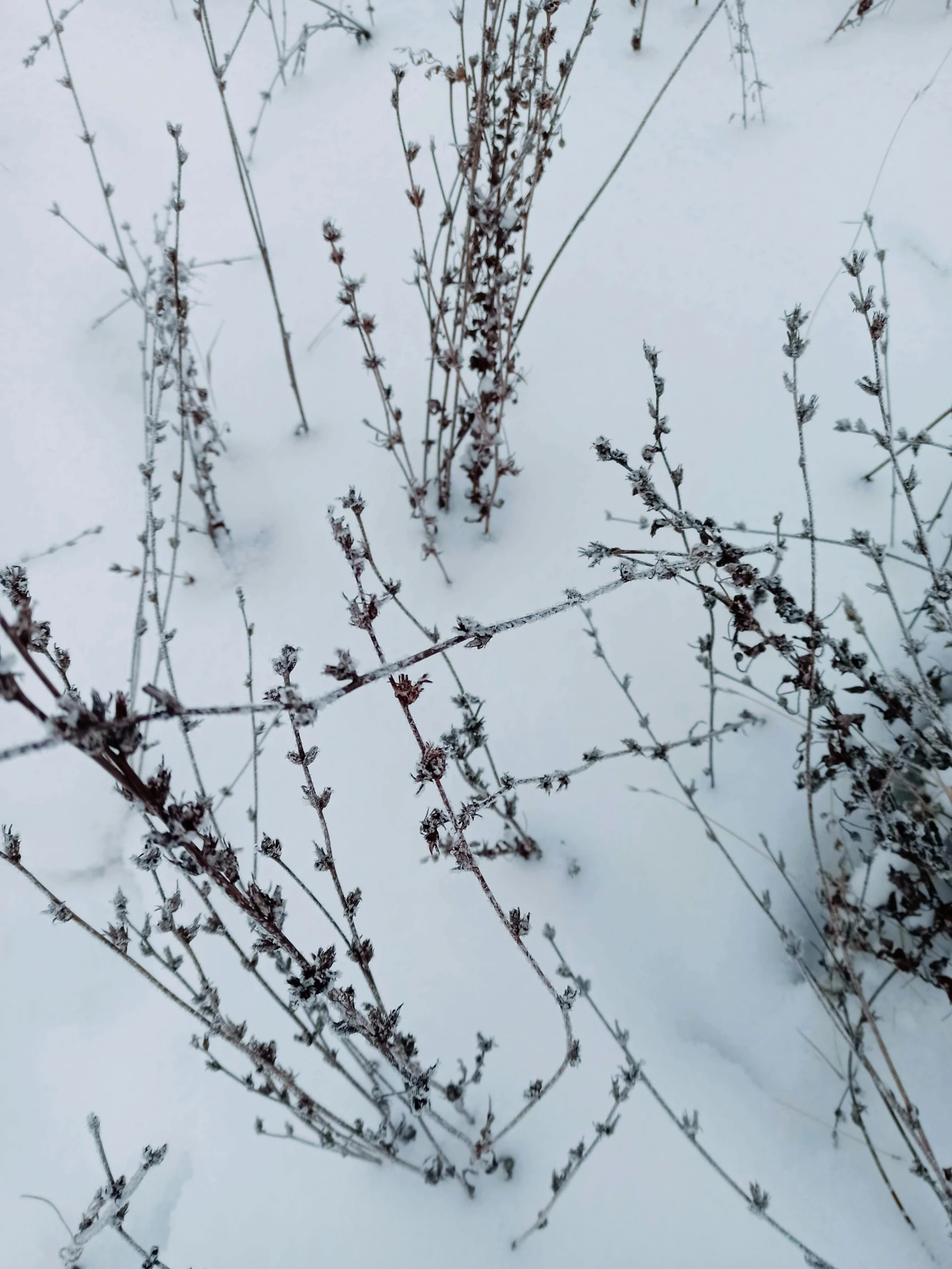 closeup of the snow on the ground and nches