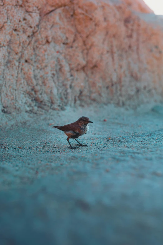 a small bird is standing next to a rock