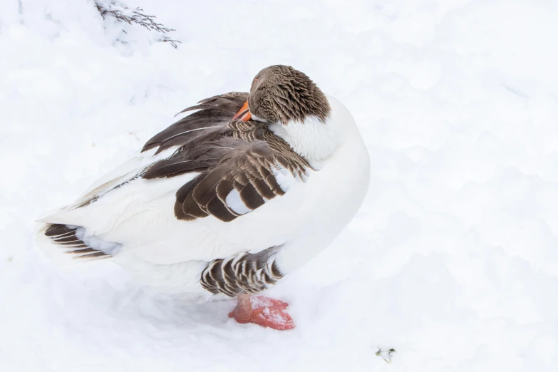 the duck is sitting in the snow and trying to get food