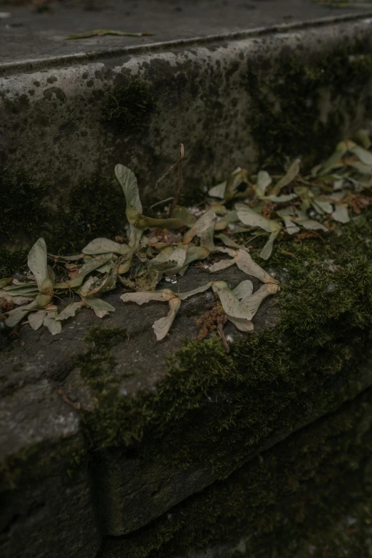 moss and fallen leaves cover the top of a cement surface