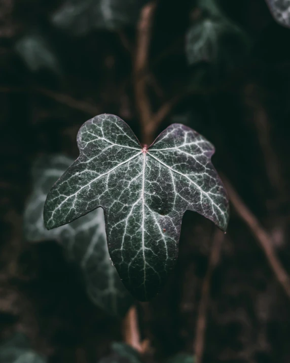 a leaf is visible in this po of a plant