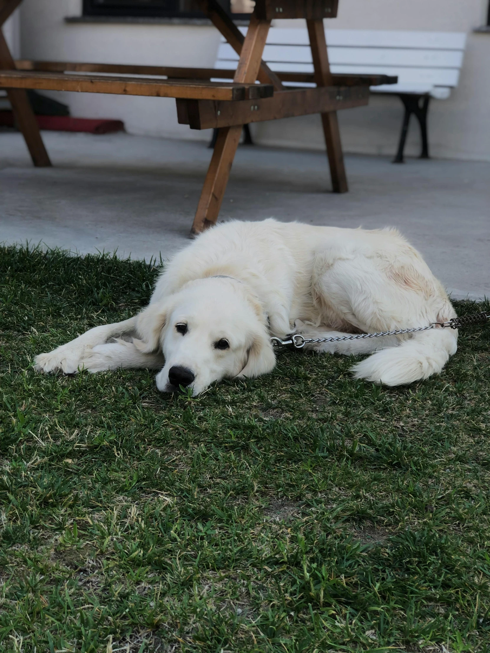 a large dog laying on a green grass covered ground