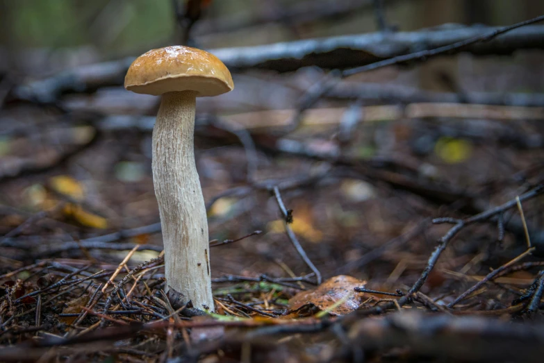 a close up of a mushroom in a field