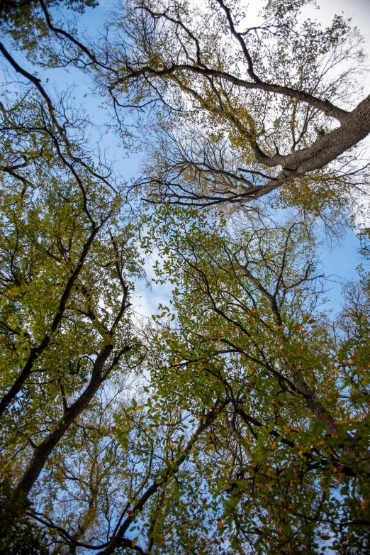 looking up in the sky through trees