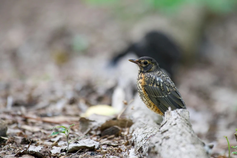 a little bird that is standing on a log