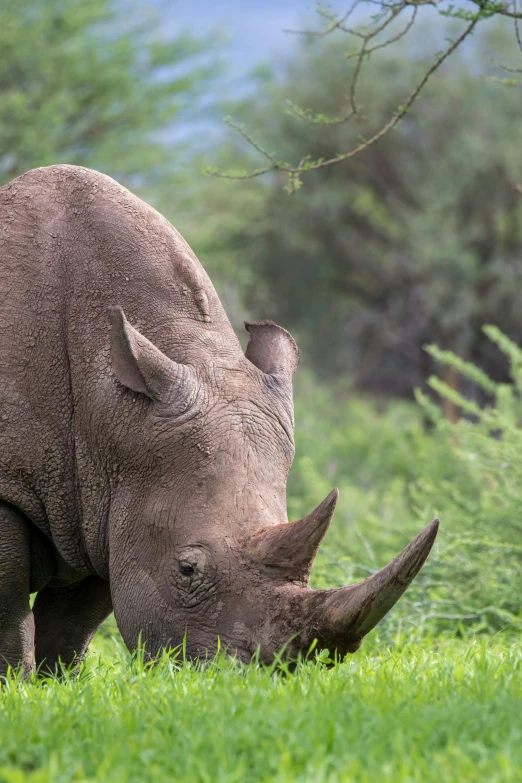 a black rhino grazing in green grass on a sunny day