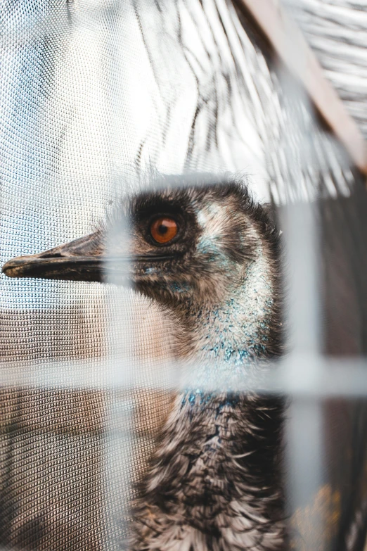 an ostrich looking through a mesh fence