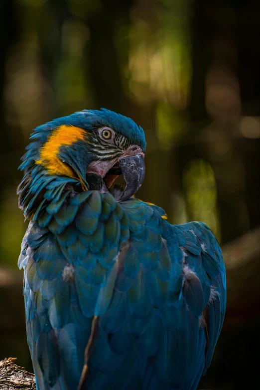 a blue bird with gold around its face and beak