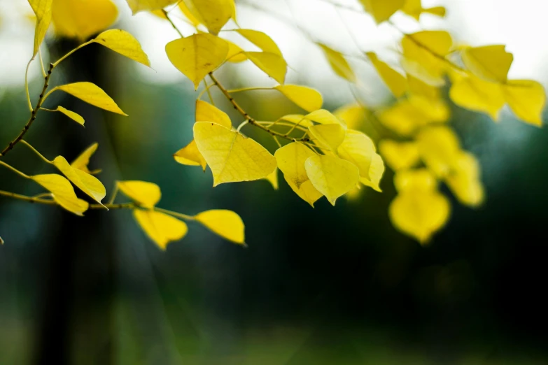 some yellow and green leaves are hanging from a nch