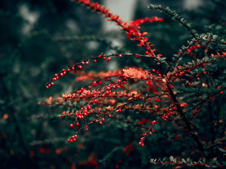 closeup image of a berry tree with red berries